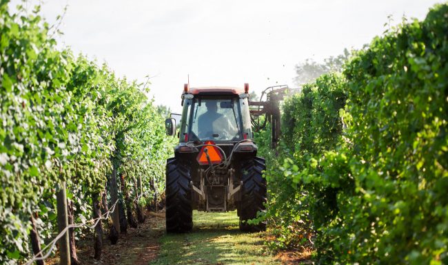 Vineyard Tractor Hedging at King Family Vineyards