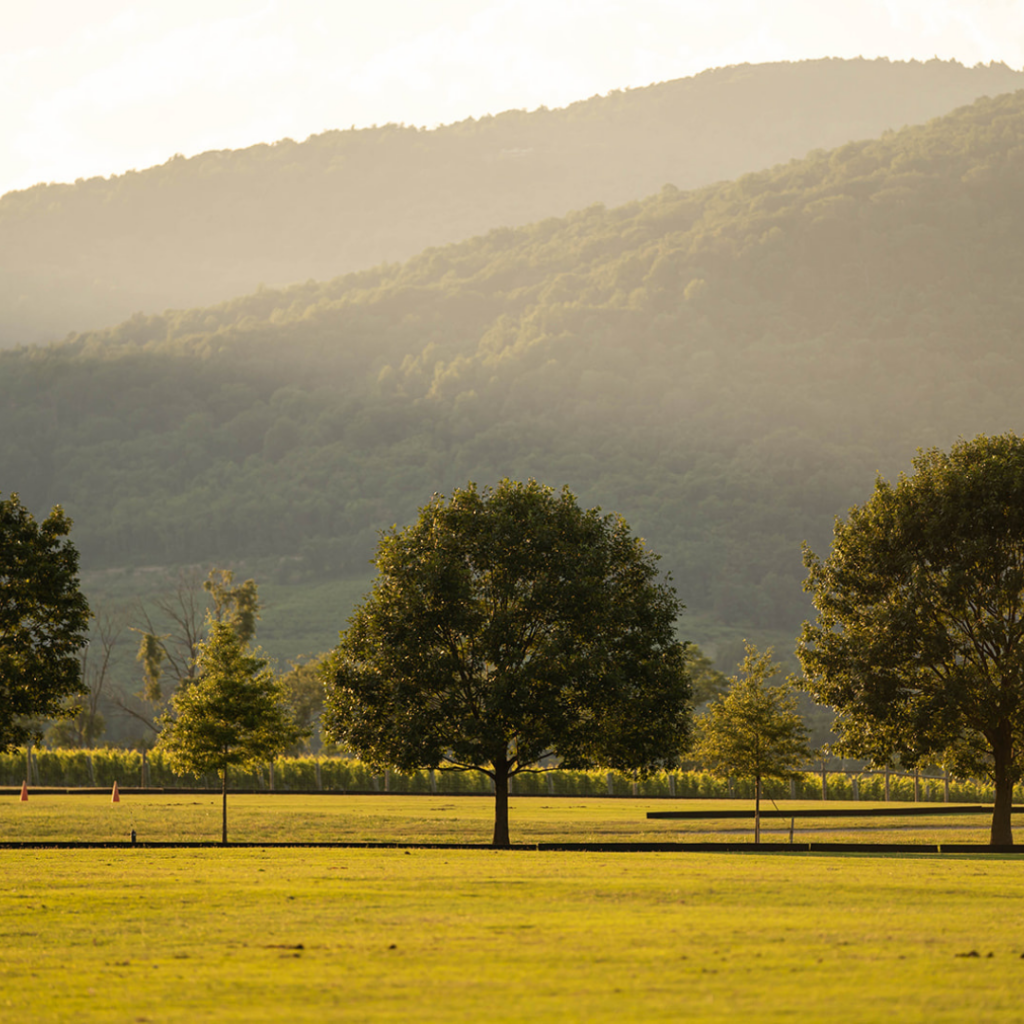 King Family Vineyards Sunset Field
