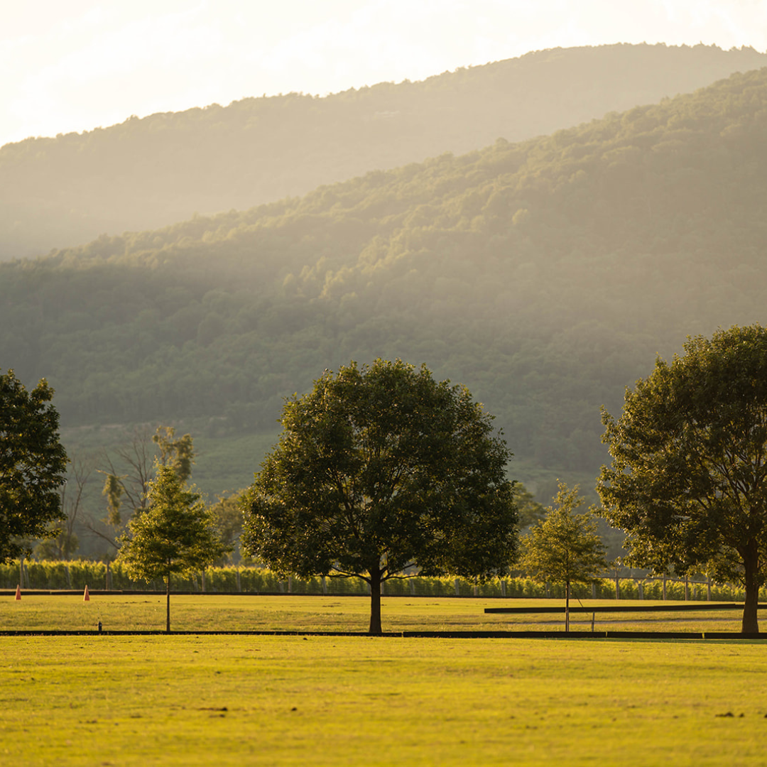 King Family Vineyards Sunset Field